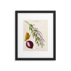 Plum from "Flore dâAmÃ©rique" by Ãtienne Denisse, 1840s Framed Art Print Gallery Image 5