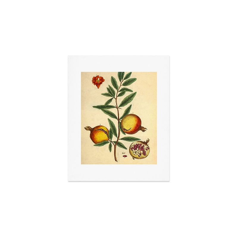 Pomegranate by Elizabeth Blackwell from "A Curious Herbal," 1737 (benefiting The Nature Conservancy) Art Print Gallery Image 1