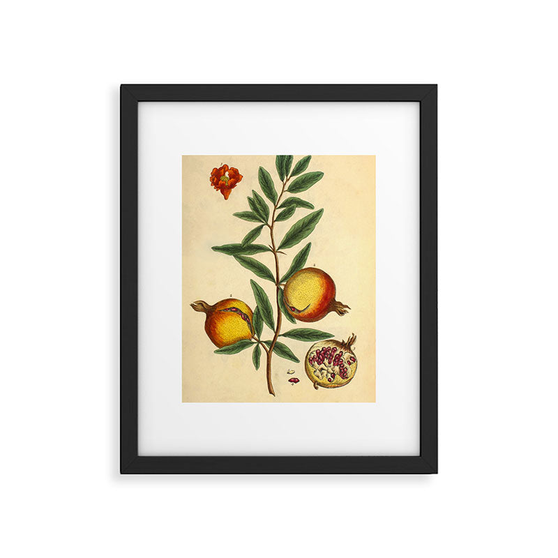 Pomegranate by Elizabeth Blackwell from "A Curious Herbal," 1737 (benefiting The Nature Conservancy) Framed Art Print Gallery Image 4
