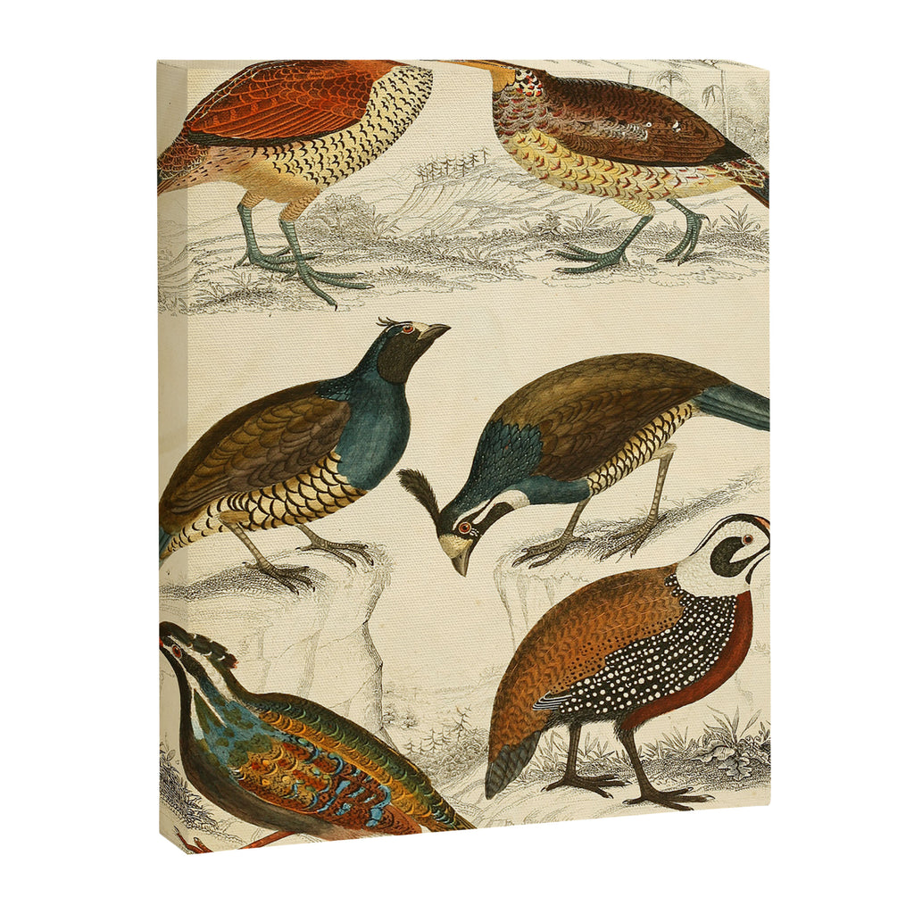 Quails from The Edinburgh Journal, 1835 (benefitting The Nature Conservancy) Canvas Print Gallery Image 6