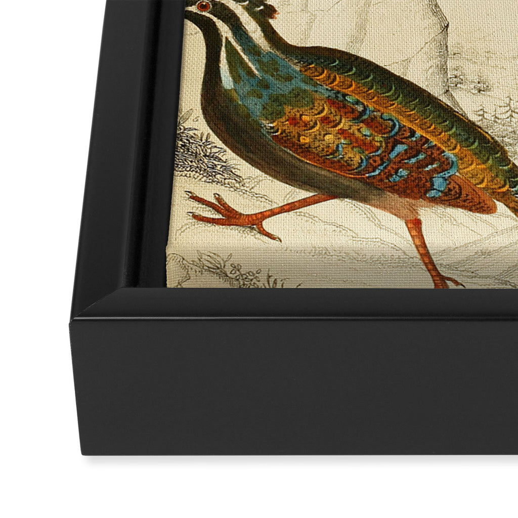 Quails from The Edinburgh Journal, 1835 (benefitting The Nature Conservancy) Framed Canvas Print Gallery Image 3