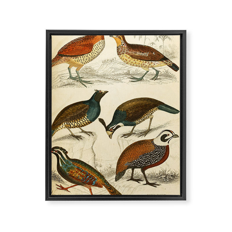 Quails from The Edinburgh Journal, 1835 (benefitting The Nature Conservancy) Framed Canvas Print Gallery Image 6