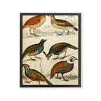 Quails from The Edinburgh Journal, 1835 (benefitting The Nature Conservancy) Framed Canvas Print Gallery Image 6