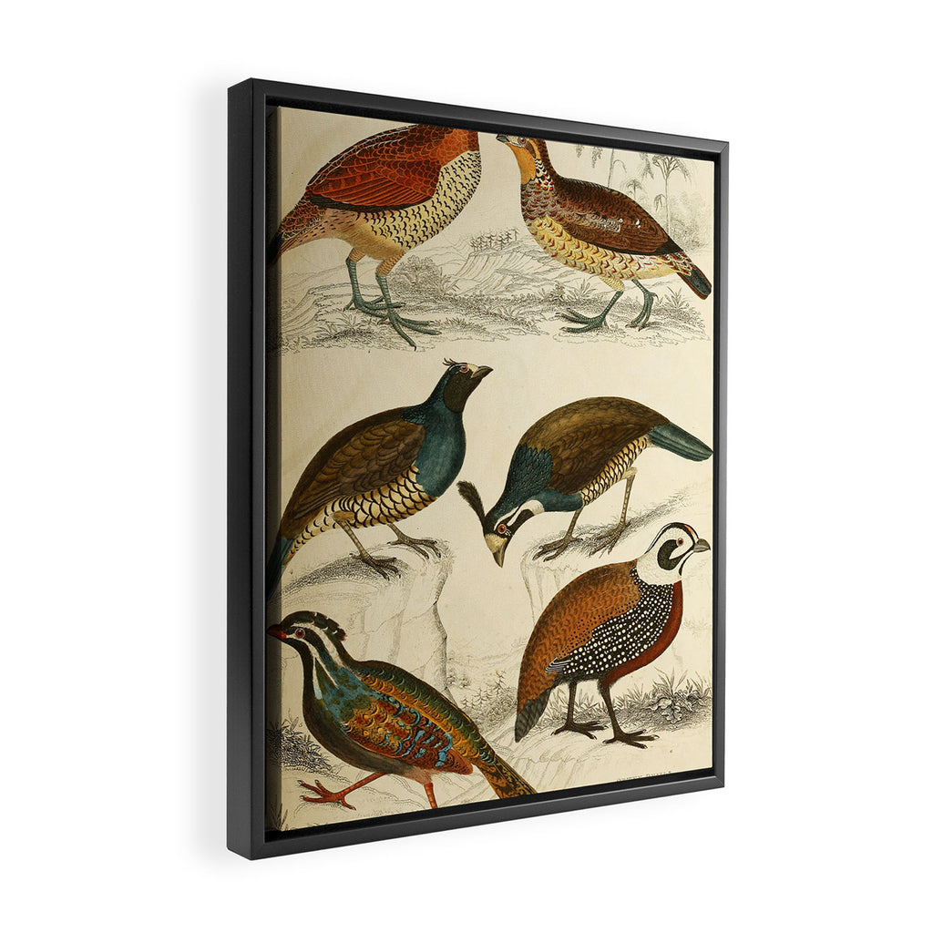 Quails from The Edinburgh Journal, 1835 (benefitting The Nature Conservancy) Framed Canvas Print Gallery Image 2