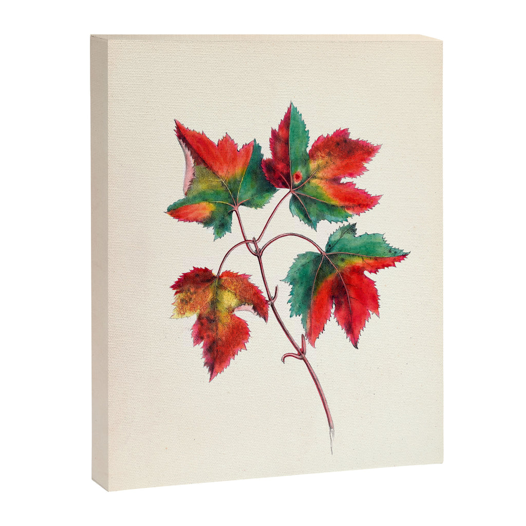 Red maple by Clarissa Munger Badger, 1859 (benefitting The Nature Conservancy) Canvas Print Gallery Image 6