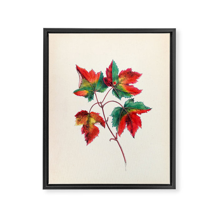 Red maple by Clarissa Munger Badger, 1859 (benefitting The Nature Conservancy) Framed Canvas Print Gallery Image 1