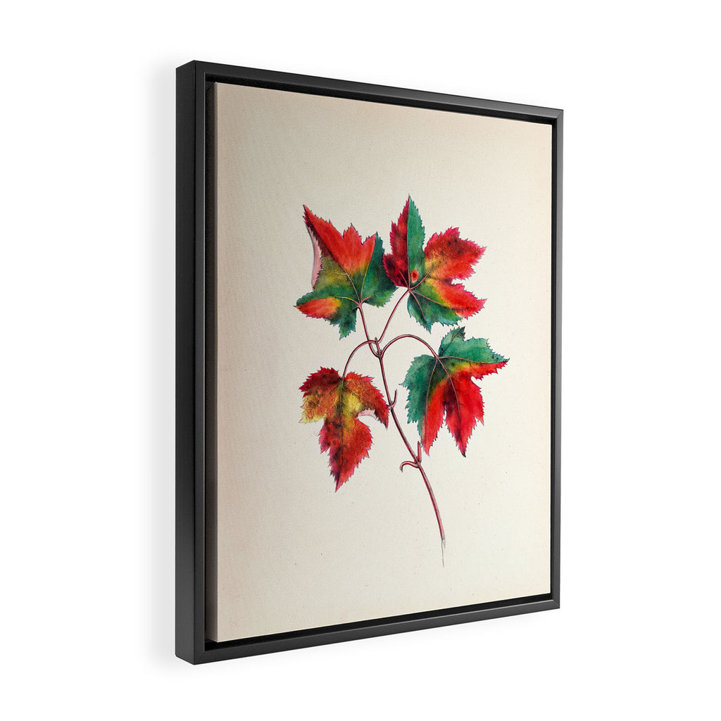 Red maple by Clarissa Munger Badger, 1859 (benefitting The Nature Conservancy) Framed Canvas Print Gallery Image 2