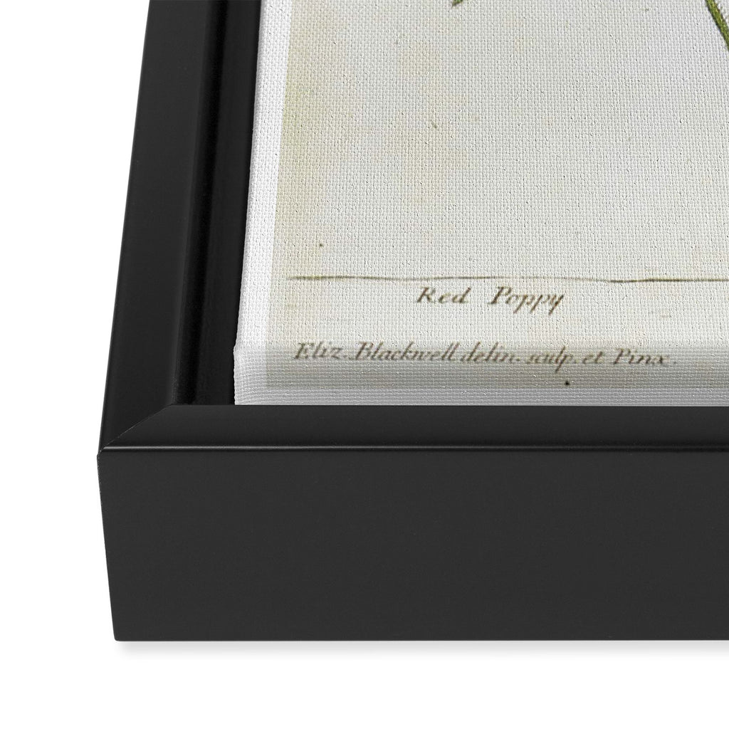 Red Poppy by Elizabeth Blackwell from "A Curious Herbal," 1737 (benefits The Nature Conservancy) Framed Canvas Print Gallery Image 3