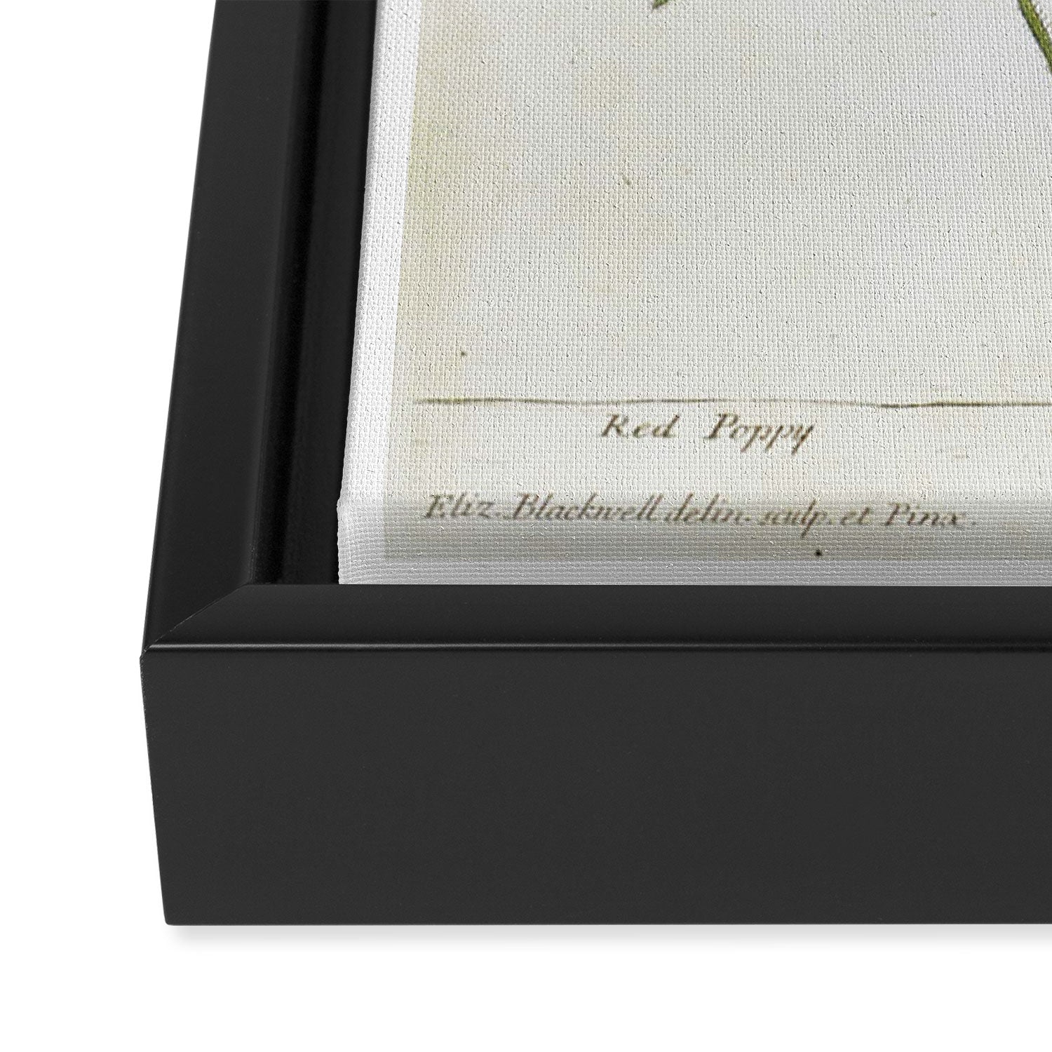 Red Poppy by Elizabeth Blackwell from "A Curious Herbal," 1737 (benefits The Nature Conservancy) Framed Canvas Print Gallery Image 3