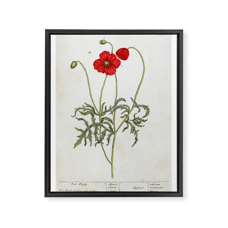 Red Poppy by Elizabeth Blackwell from "A Curious Herbal," 1737 (benefits The Nature Conservancy) Framed Canvas Print Gallery Image 6