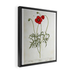 Red Poppy by Elizabeth Blackwell from "A Curious Herbal," 1737 (benefits The Nature Conservancy) Framed Canvas Print Gallery Image 2
