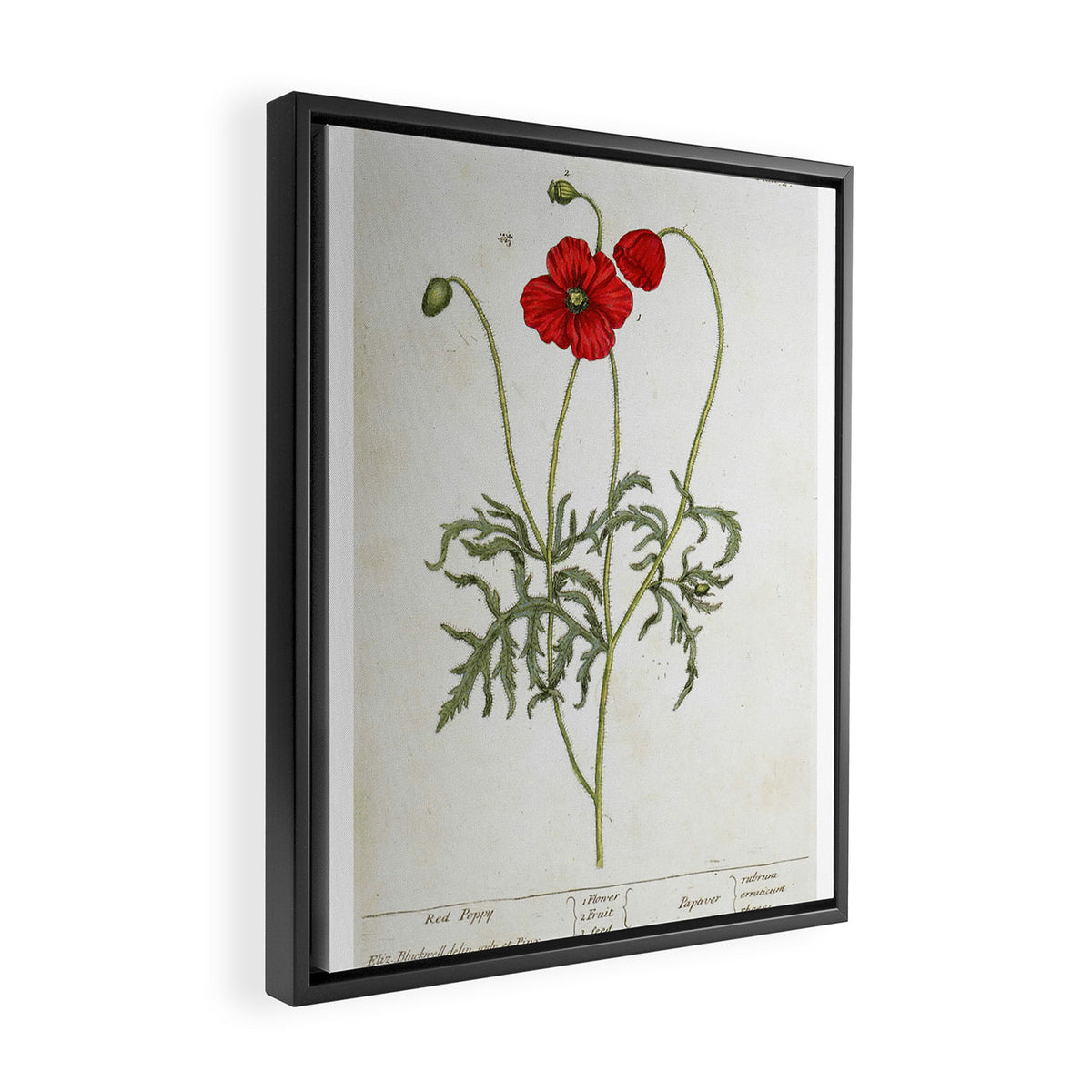 Red Poppy by Elizabeth Blackwell from "A Curious Herbal," 1737 (benefits The Nature Conservancy) Framed Canvas Print Gallery Image 2