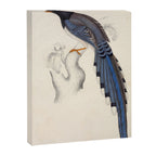 Red-billed magpie by Elizabeth Gould from "A Century of Birds from the Himalaya Mountains," 1831 Canvas Print Gallery Image 6