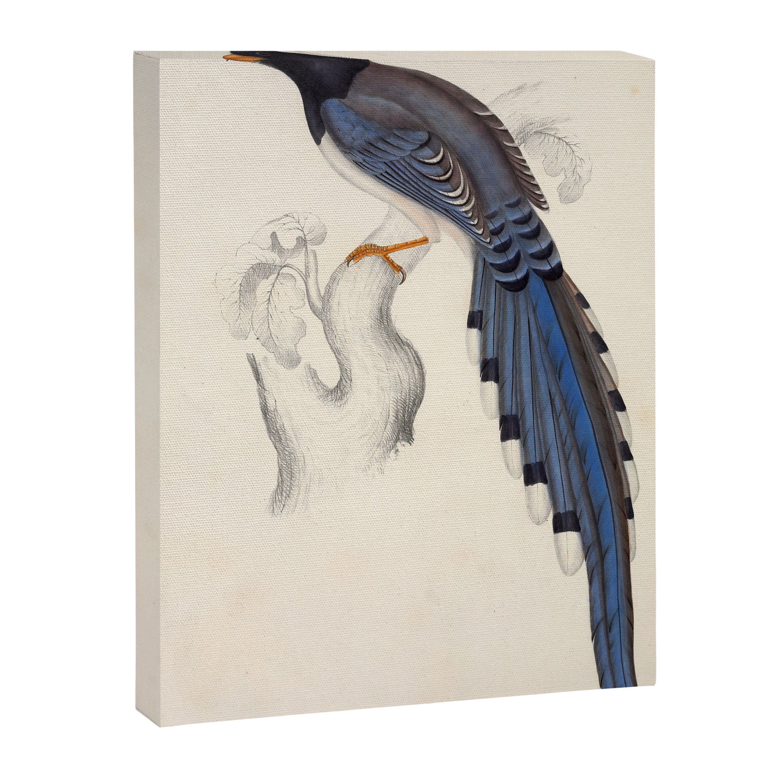 Red-billed magpie by Elizabeth Gould from "A Century of Birds from the Himalaya Mountains," 1831 Canvas Print Gallery Image 6