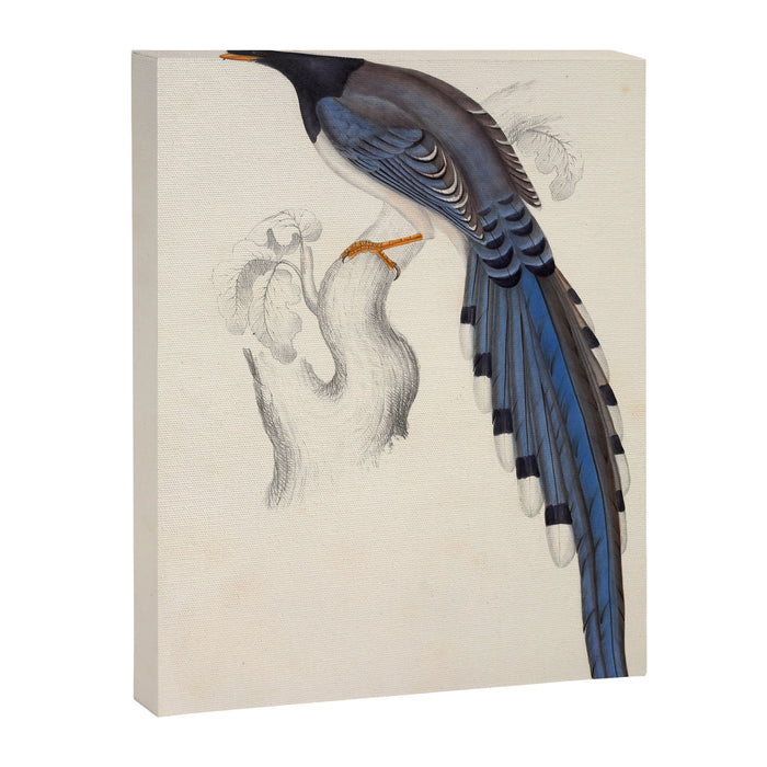 Red-billed magpie by Elizabeth Gould from "A Century of Birds from the Himalaya Mountains," 1831 Canvas Print Gallery Image 1