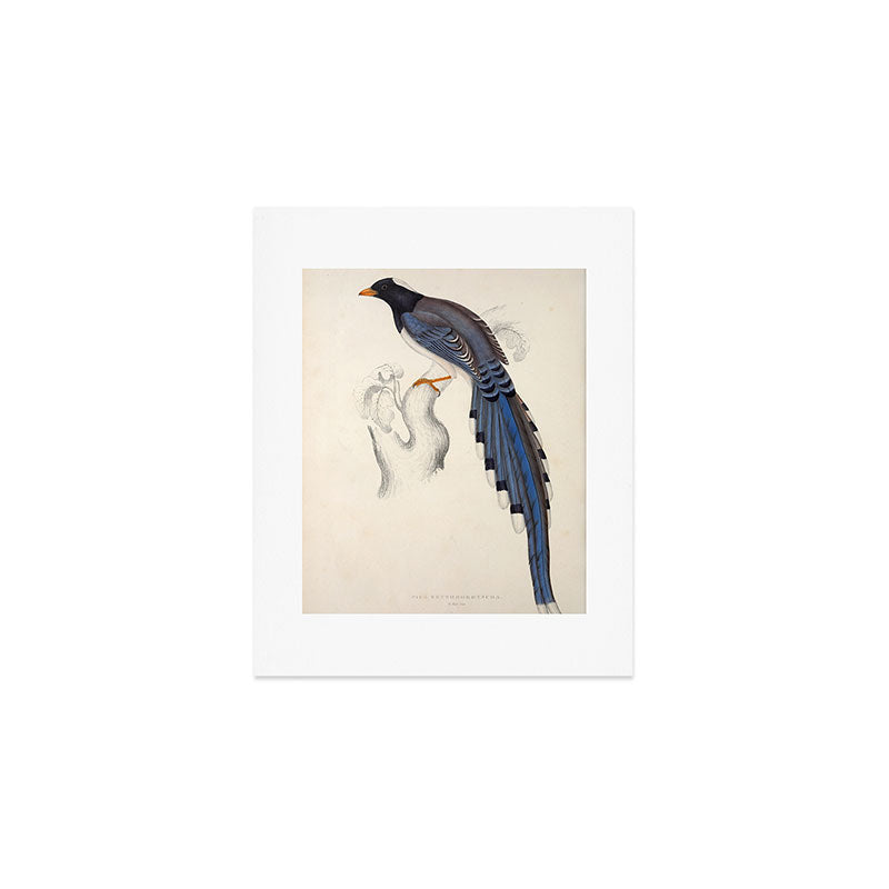 Red-billed magpie by Elizabeth Gould from "A Century of Birds from the Himalaya Mountains," 1831 Art Print Gallery Image 1
