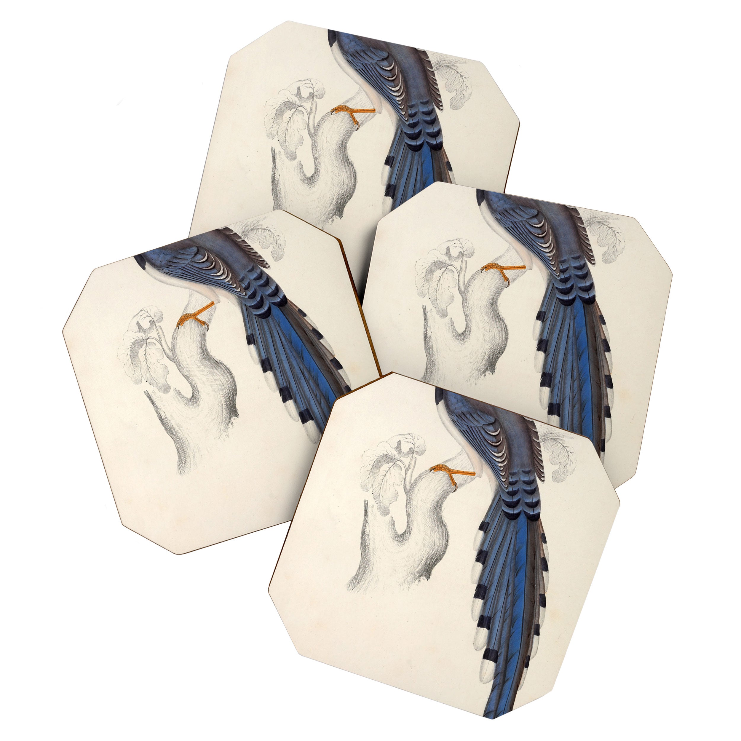 Red-billed magpie by Elizabeth Gould from "A Century of Birds from the Himalaya Mountains," 1831 Coaster Gallery Image 1