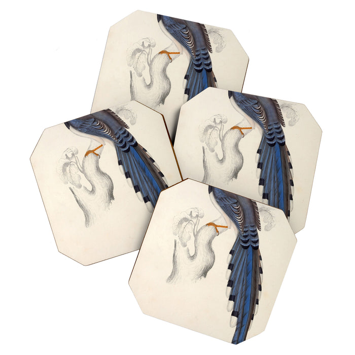 Red-billed magpie by Elizabeth Gould from "A Century of Birds from the Himalaya Mountains," 1831 Coaster Gallery Image 1
