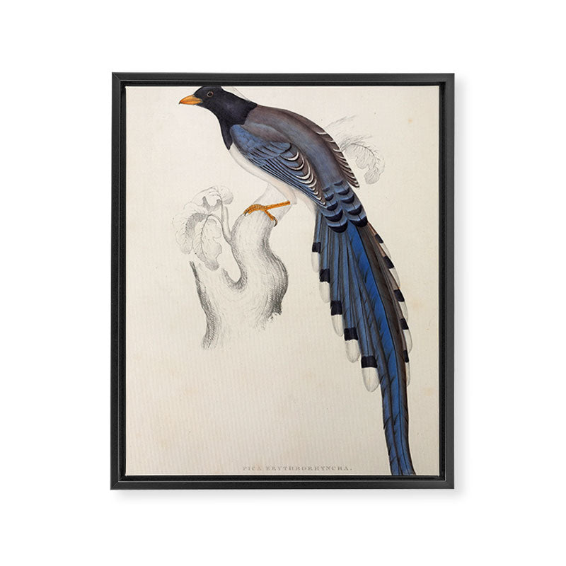 Red-billed magpie by Elizabeth Gould from "A Century of Birds from the Himalaya Mountains," 1831 Framed Canvas Print Gallery Image 6