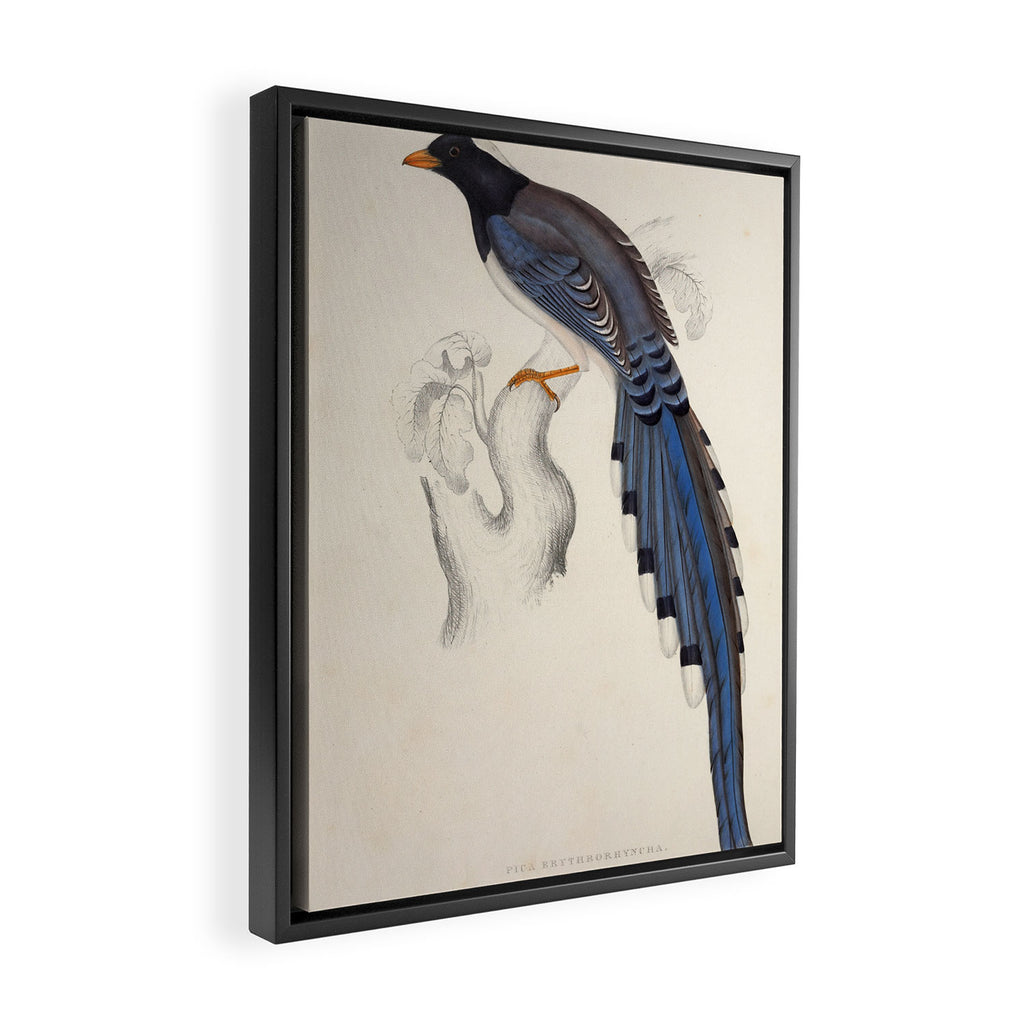Red-billed magpie by Elizabeth Gould from "A Century of Birds from the Himalaya Mountains," 1831 Framed Canvas Print Gallery Image 2
