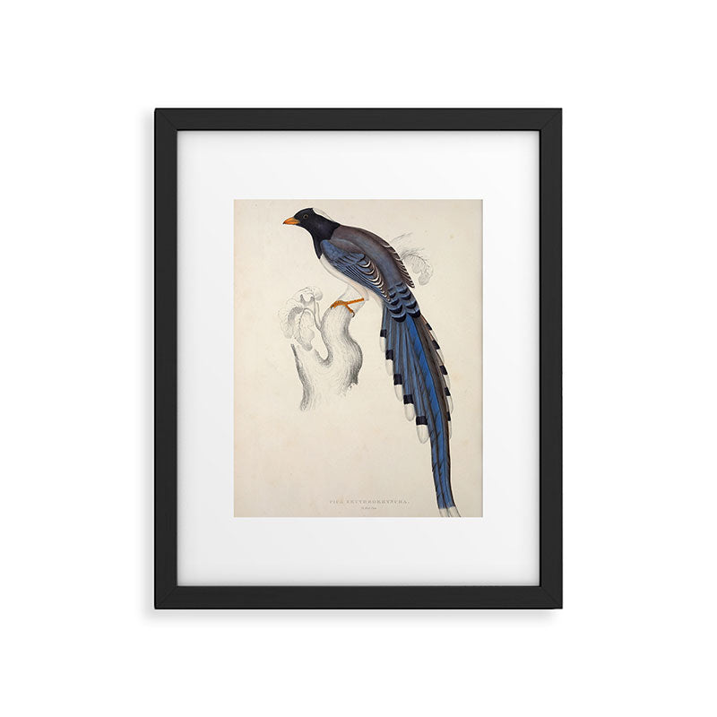 Red-billed magpie by Elizabeth Gould from "A Century of Birds from the Himalaya Mountains," 1831 Framed Art Print Gallery Image 5