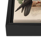 Red-footed Falcon Divination from # An Almanac of Birds # Divinations for Uncertain Days Framed Canvas Print Gallery Image 3