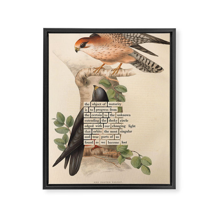 Red-footed Falcon Divination from # An Almanac of Birds # Divinations for Uncertain Days Framed Canvas Print Gallery Image 1