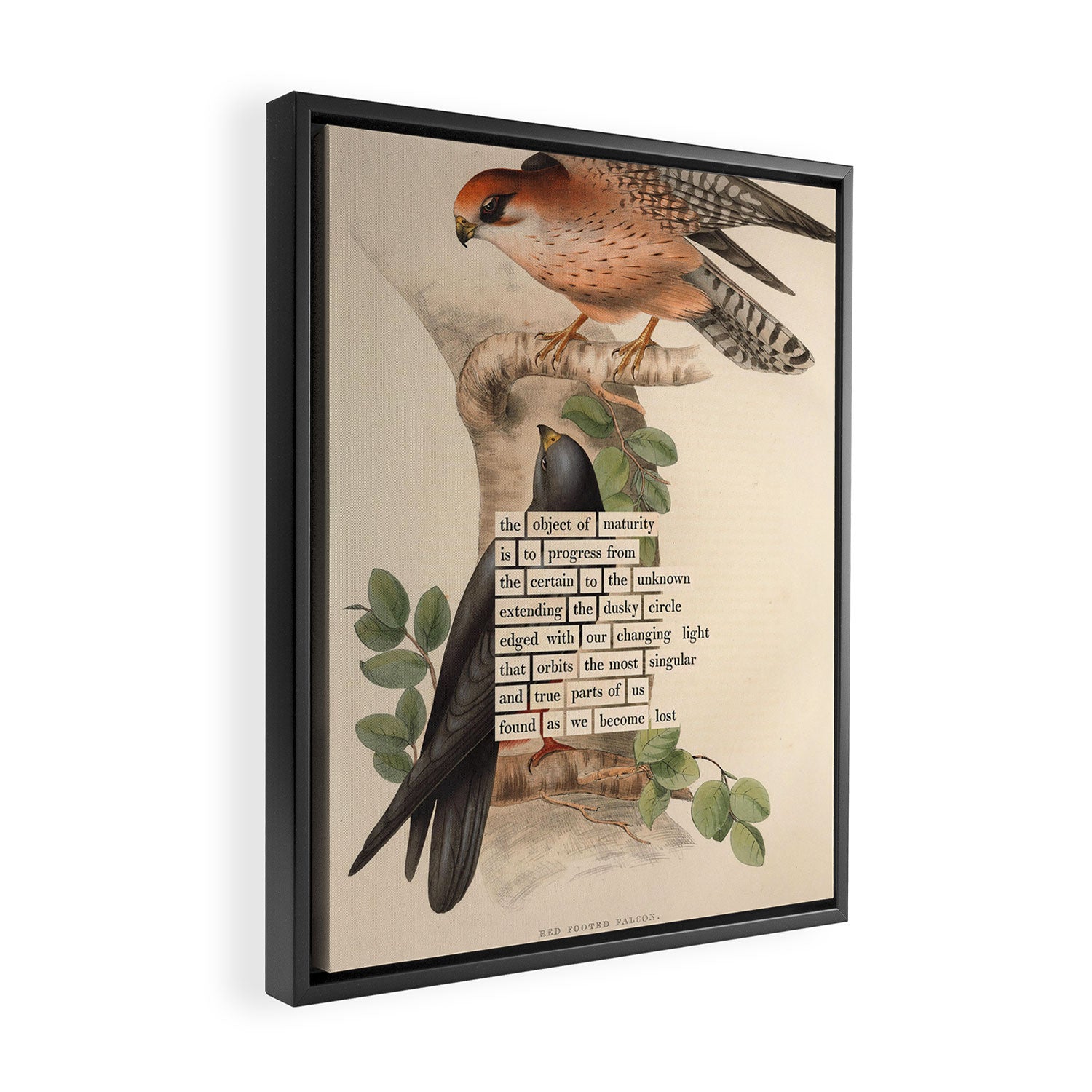 Red-footed Falcon Divination from # An Almanac of Birds # Divinations for Uncertain Days Framed Canvas Print Gallery Image 2