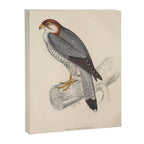 Red-necked falcon by Elizabeth Gould from "A Century of Birds from the Himalaya Mountains," 1831 Canvas Print Gallery Image 6