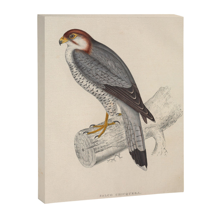 Red-necked falcon by Elizabeth Gould from "A Century of Birds from the Himalaya Mountains," 1831 Canvas Print Gallery Image 1