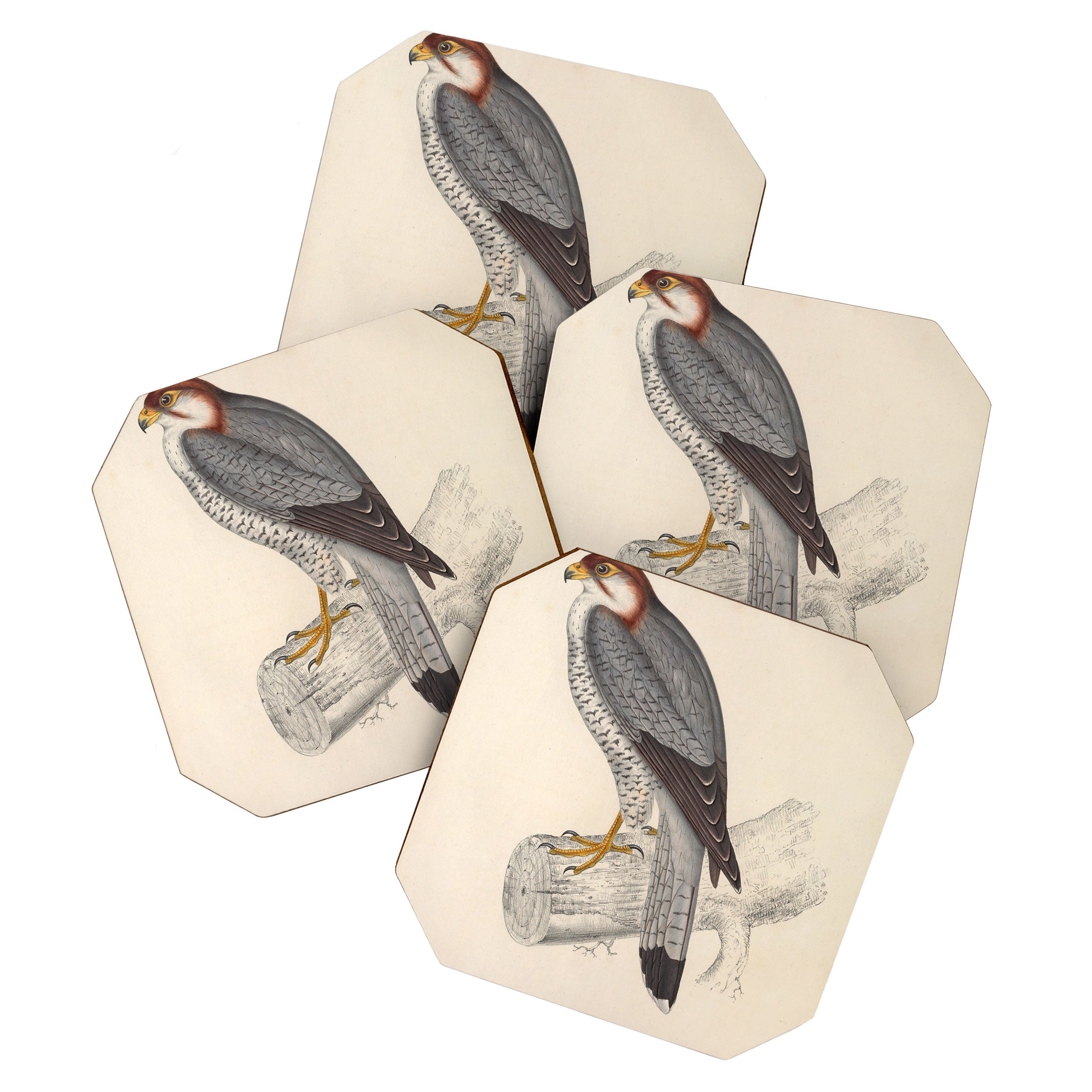 Red-necked falcon by Elizabeth Gould from "A Century of Birds from the Himalaya Mountains," 1831 Coaster Gallery Image 1