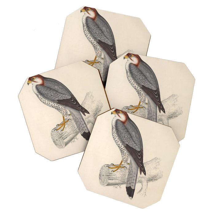 Red-necked falcon by Elizabeth Gould from "A Century of Birds from the Himalaya Mountains," 1831 Coaster Gallery Image 1