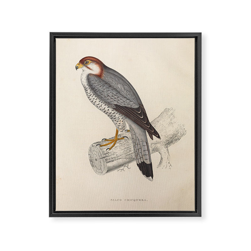 Red-necked falcon by Elizabeth Gould from "A Century of Birds from the Himalaya Mountains," 1831 Framed Canvas Print Gallery Image 6