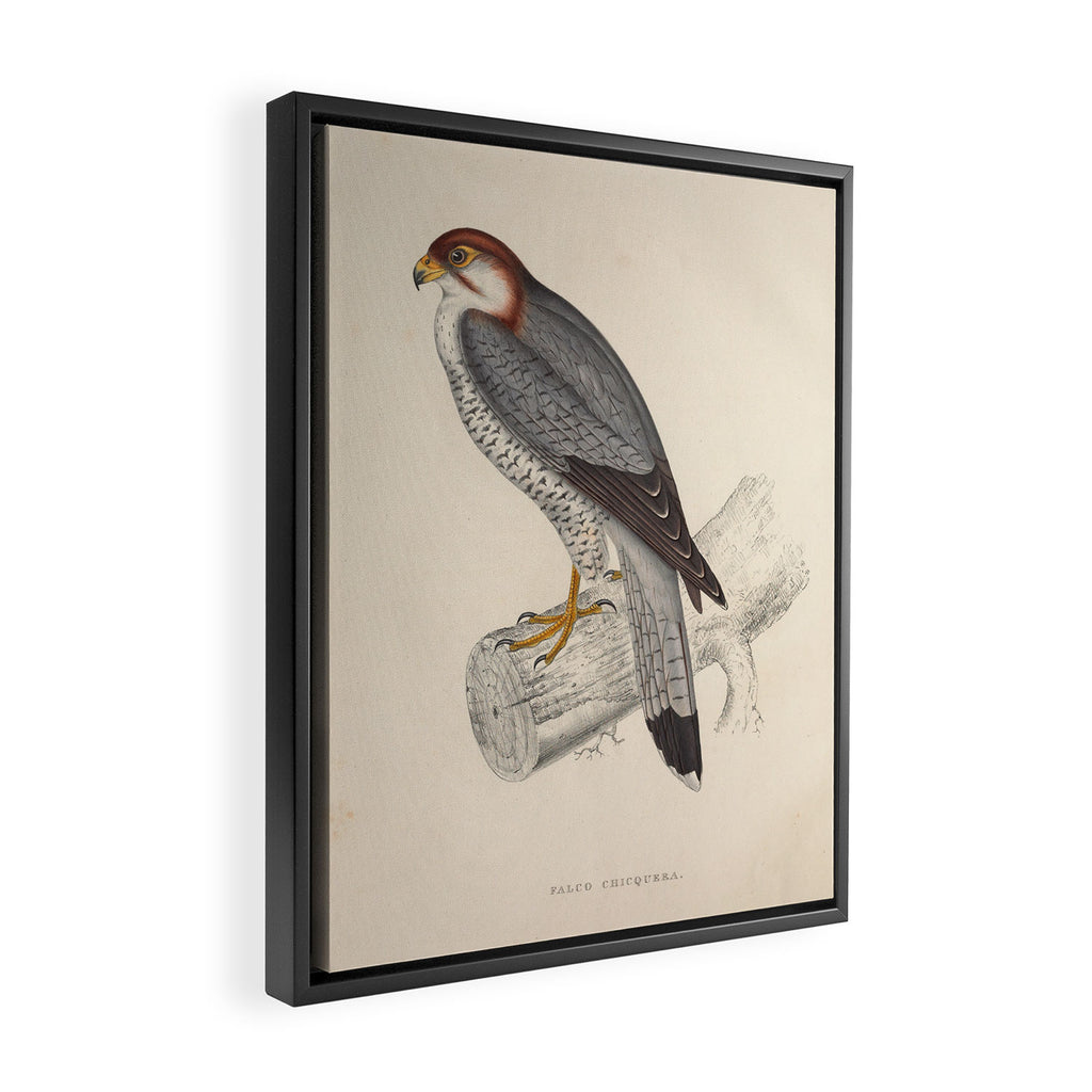 Red-necked falcon by Elizabeth Gould from "A Century of Birds from the Himalaya Mountains," 1831 Framed Canvas Print Gallery Image 2