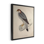Red-necked falcon by Elizabeth Gould from "A Century of Birds from the Himalaya Mountains," 1831 Framed Canvas Print Gallery Image 2