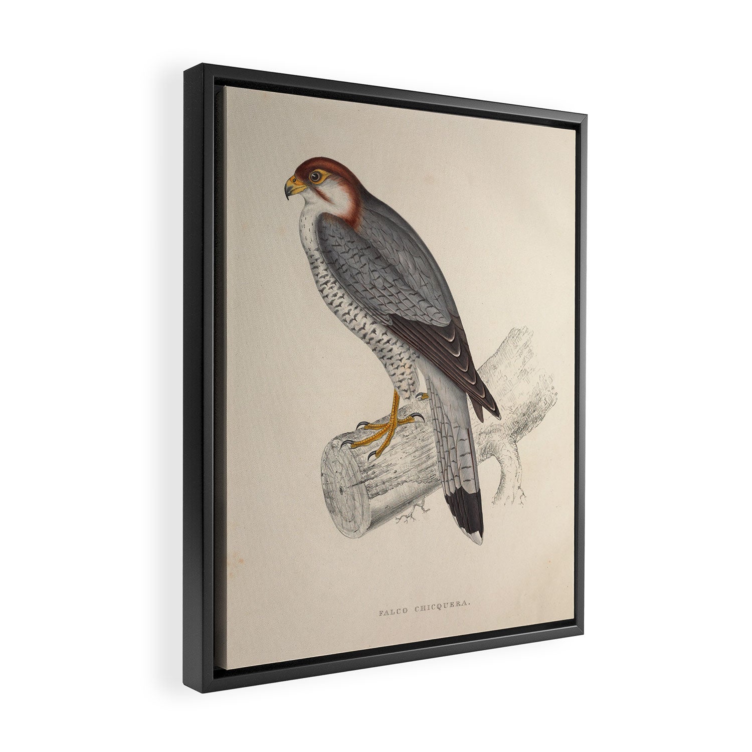 Red-necked falcon by Elizabeth Gould from "A Century of Birds from the Himalaya Mountains," 1831 Framed Canvas Print Gallery Image 2