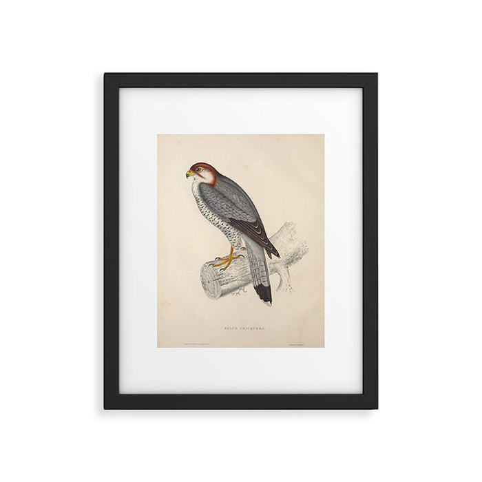 Red-necked falcon by Elizabeth Gould from "A Century of Birds from the Himalaya Mountains," 1831 Framed Art Print Gallery Image 1