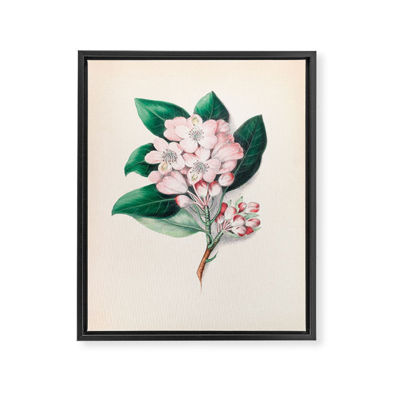  Rhododendron by Clarissa Munger Badger, 1859 (benefitting The Nature Conservancy) Framed Canvas Print Gallery Image 6