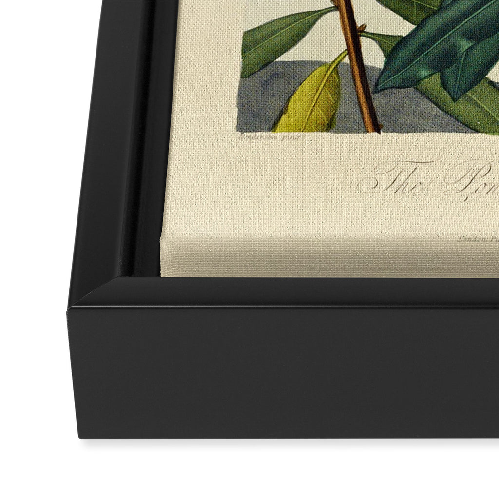 Rhododendron from "The Temple of Flora," 1812 (benefitting The Nature Conservancy) Framed Canvas Print Gallery Image 3