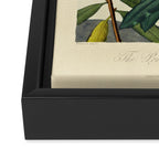 Rhododendron from "The Temple of Flora," 1812 (benefitting The Nature Conservancy) Framed Canvas Print Gallery Image 3