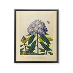 Rhododendron from "The Temple of Flora," 1812 (benefitting The Nature Conservancy) Framed Canvas Print Gallery Image 6