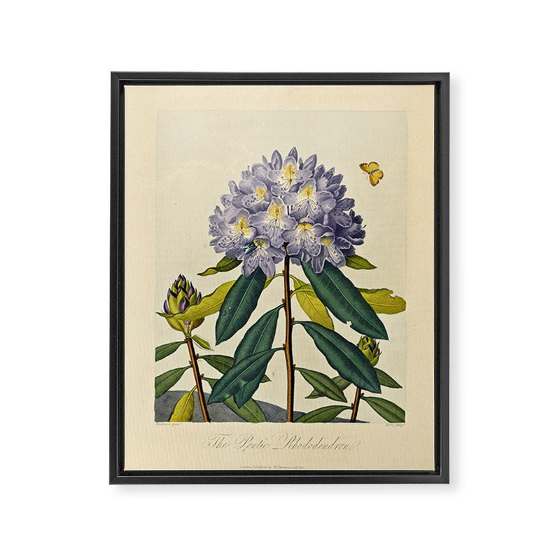 Rhododendron from "The Temple of Flora," 1812 (benefitting The Nature Conservancy) Framed Canvas Print Gallery Image 6