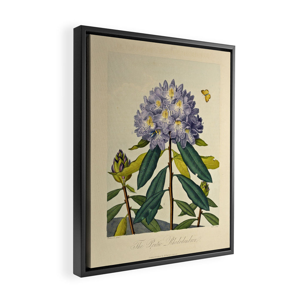 Rhododendron from "The Temple of Flora," 1812 (benefitting The Nature Conservancy) Framed Canvas Print Gallery Image 2