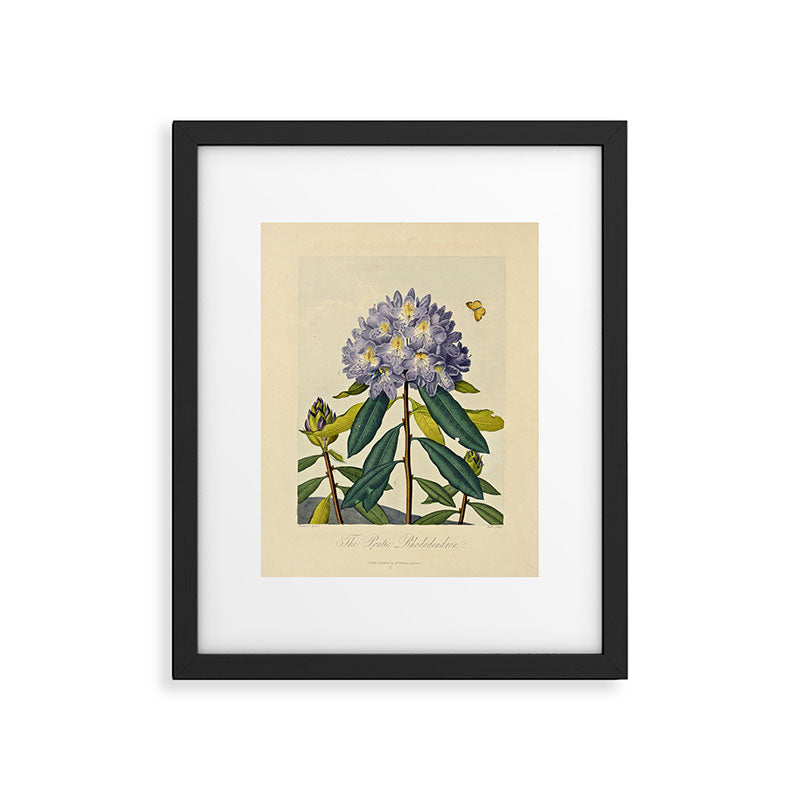 Rhododendron from "The Temple of Flora," 1812 (benefitting The Nature Conservancy) Framed Art Print Gallery Image 5