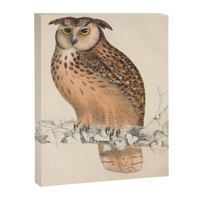 Rock eagle-owl by Elizabeth Gould from "A Century of Birds from the Himalaya Mountains," 1831 Canvas Print Gallery Image 1
