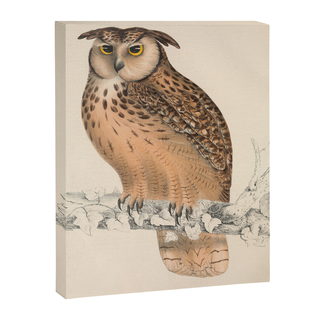 Rock eagle-owl by Elizabeth Gould from "A Century of Birds from the Himalaya Mountains," 1831 Canvas Print Gallery Image 6