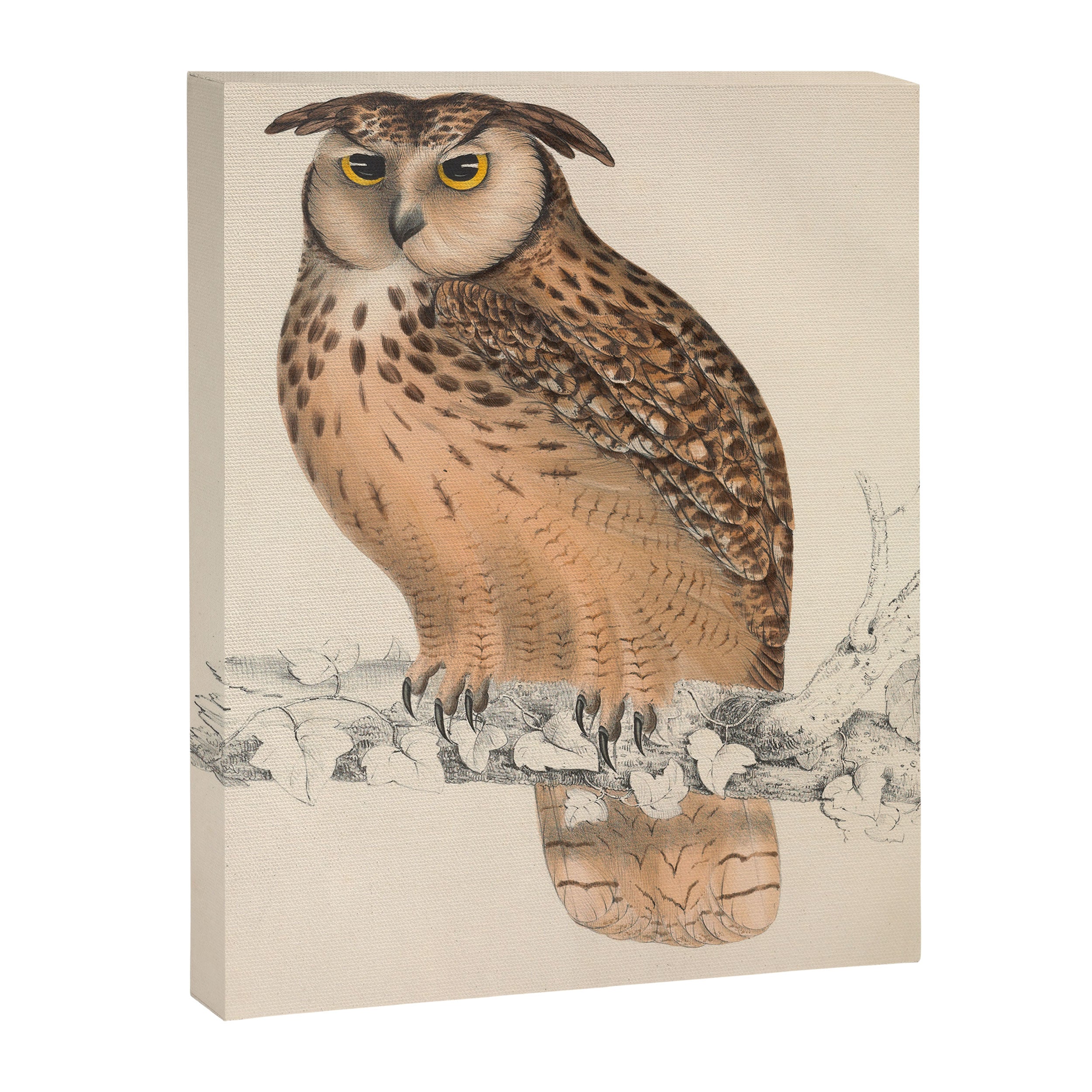 Rock eagle-owl by Elizabeth Gould from "A Century of Birds from the Himalaya Mountains," 1831 Canvas Print Gallery Image 6