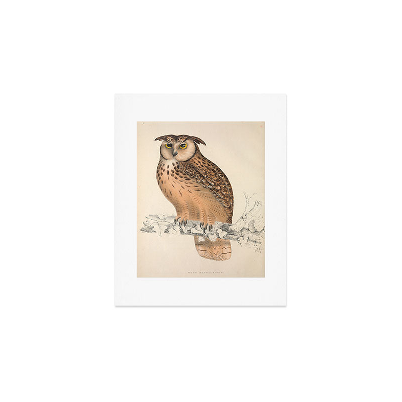 Rock eagle-owl by Elizabeth Gould from "A Century of Birds from the Himalaya Mountains," 1831 Art Print Gallery Image 1