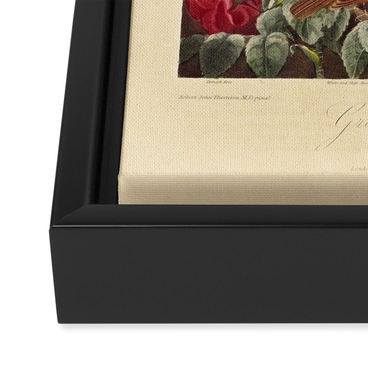 Roses from "The Temple of Flora," 1812 (benefitting The Nature Conservancy) Framed Canvas Print Gallery Image 3
