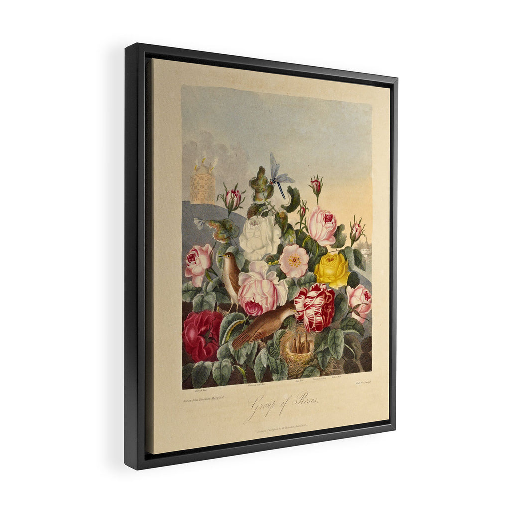 Roses from "The Temple of Flora," 1812 (benefitting The Nature Conservancy) Framed Canvas Print Gallery Image 2